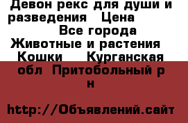 Девон рекс для души и разведения › Цена ­ 20 000 - Все города Животные и растения » Кошки   . Курганская обл.,Притобольный р-н